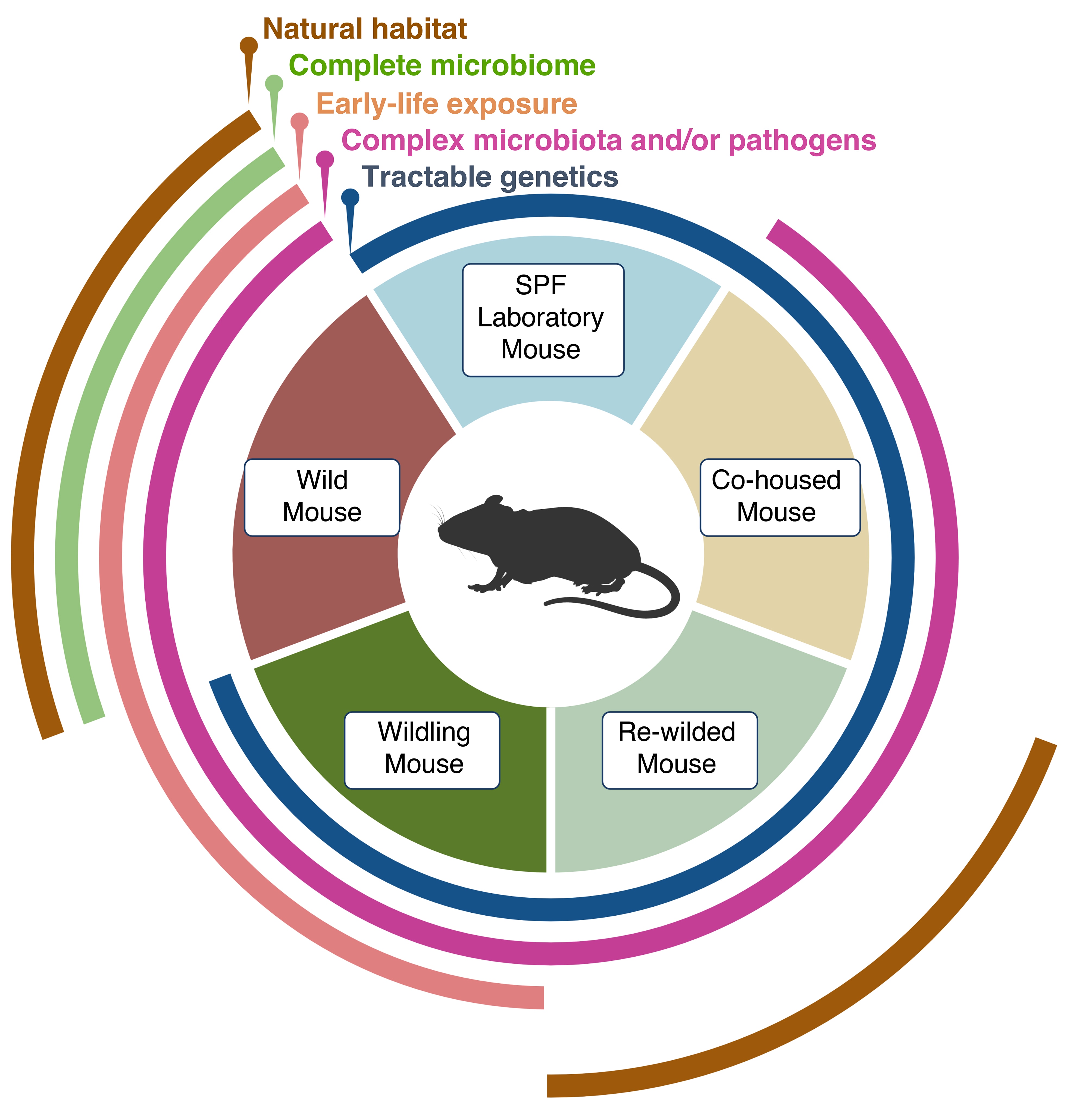Diagram of mouse models with differing microbiota.