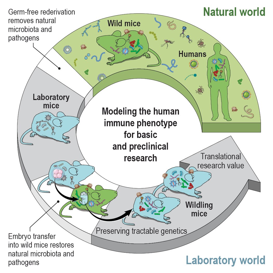 Harnessing natural microbiota and pathogens to address shortcomings of current mouse models. To restore the natural microbiome while preserving the research benefits of tractable genetics, we transferred C57BL/6 embryos into wild mice and created a colony of C57BL/6 mice, which we call “wildlings.” Their microbiome was stable over time and resilient to environmental challenges. Wildlings also exhibited an increased translational research value in immunological studies.