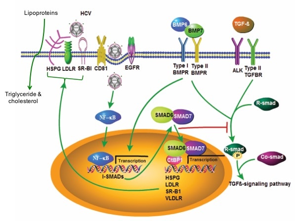 HCV Infection, I-SMAD and Lipid Metabolism.