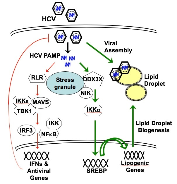 Proposed model of innate antiviral response and HCV-induced lipogenesis and LD formation in HCV assembly.