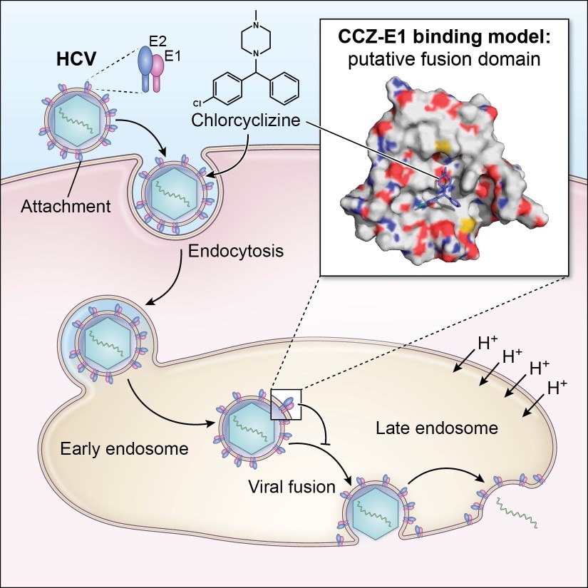 Diagram of Chlorcyclizine and related compounds Inhibit viral fusion of hepatitis C virus entry by directly targeting HCV envelope glycoprotein 1