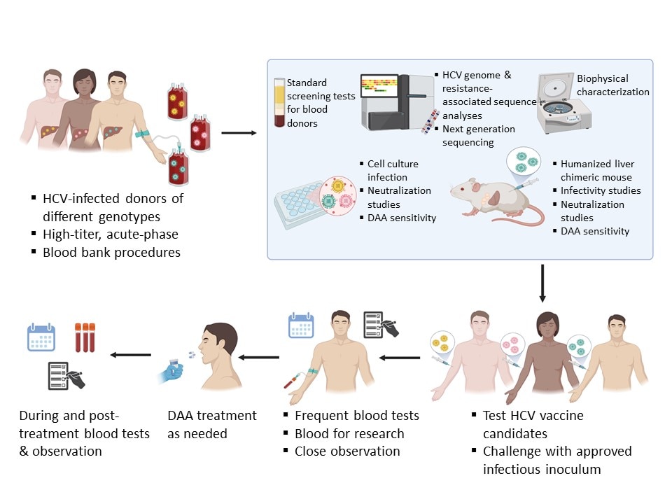 Controlled Human Infection Model for HCV Vaccine Development process 