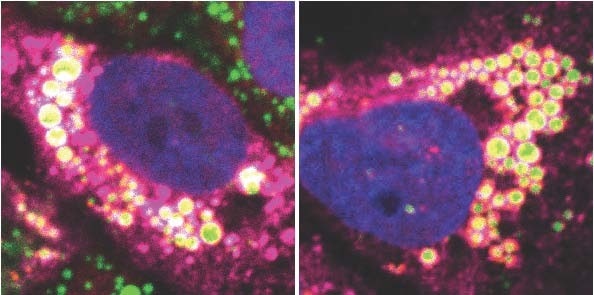 Induction of steatosis by HCV