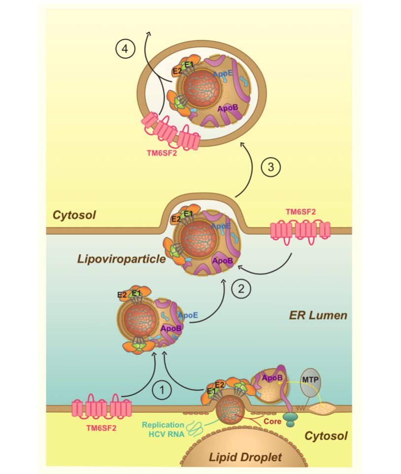 Hepatitis C Virus and TM6SF2.