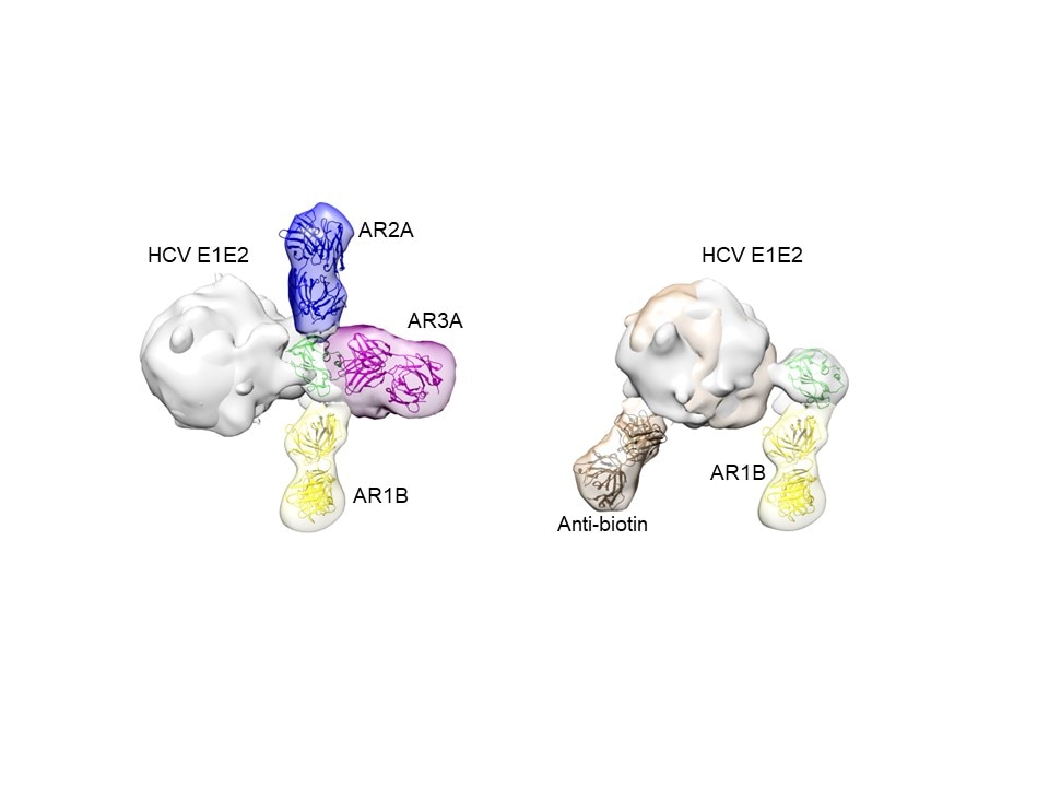 Reconstructed 3-D structure of HCV E1E2 Heterodimer in Complex with Antibody