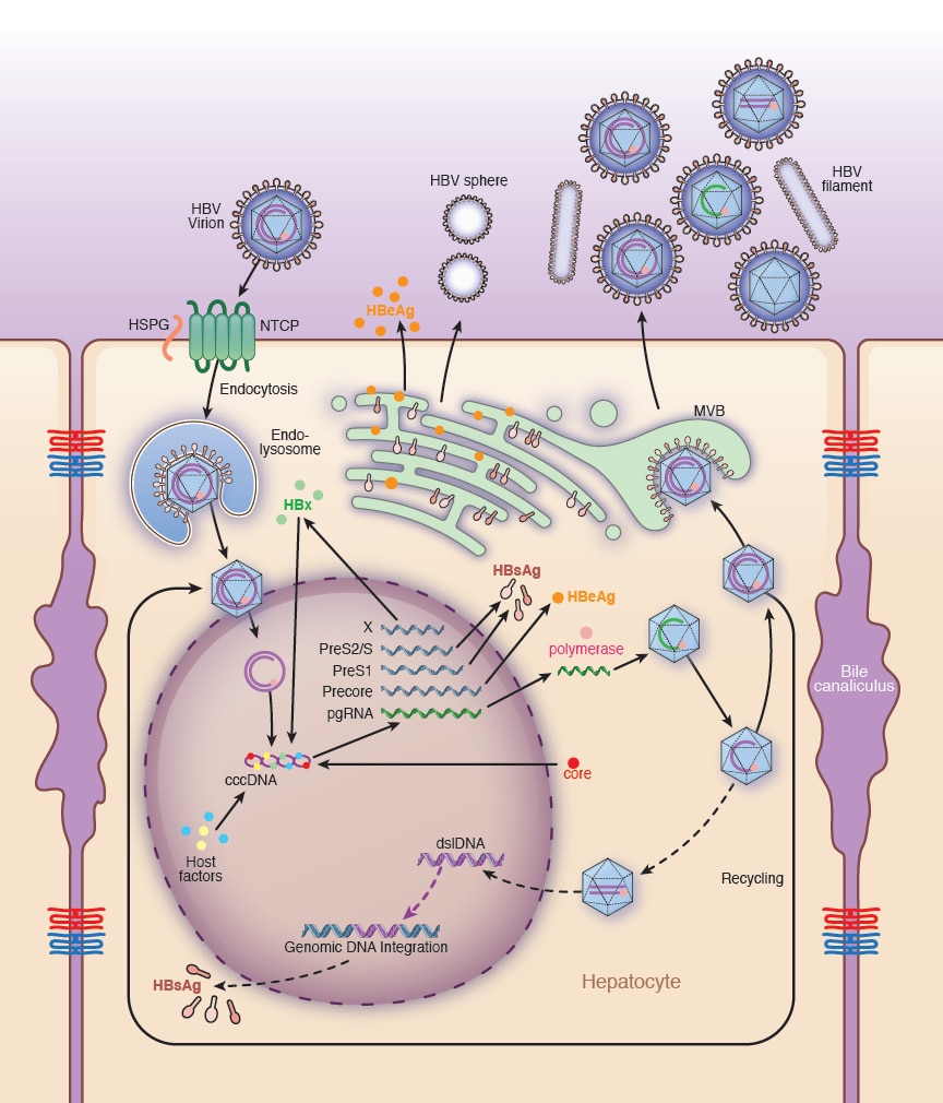 Schematic showing HBV replication and drug targets.