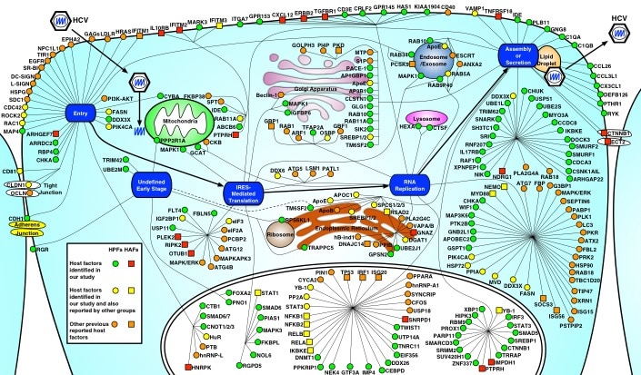 Systems Biology of Host Factors in HCV Life Cycle.
