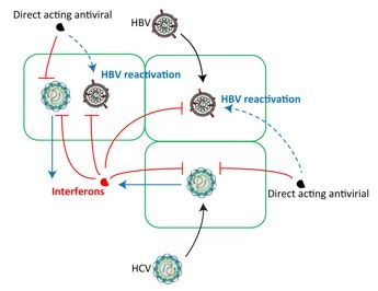 Diagram of diminished hepatic IFN response following HCV clearance triggers HBV reactivation in coinfection