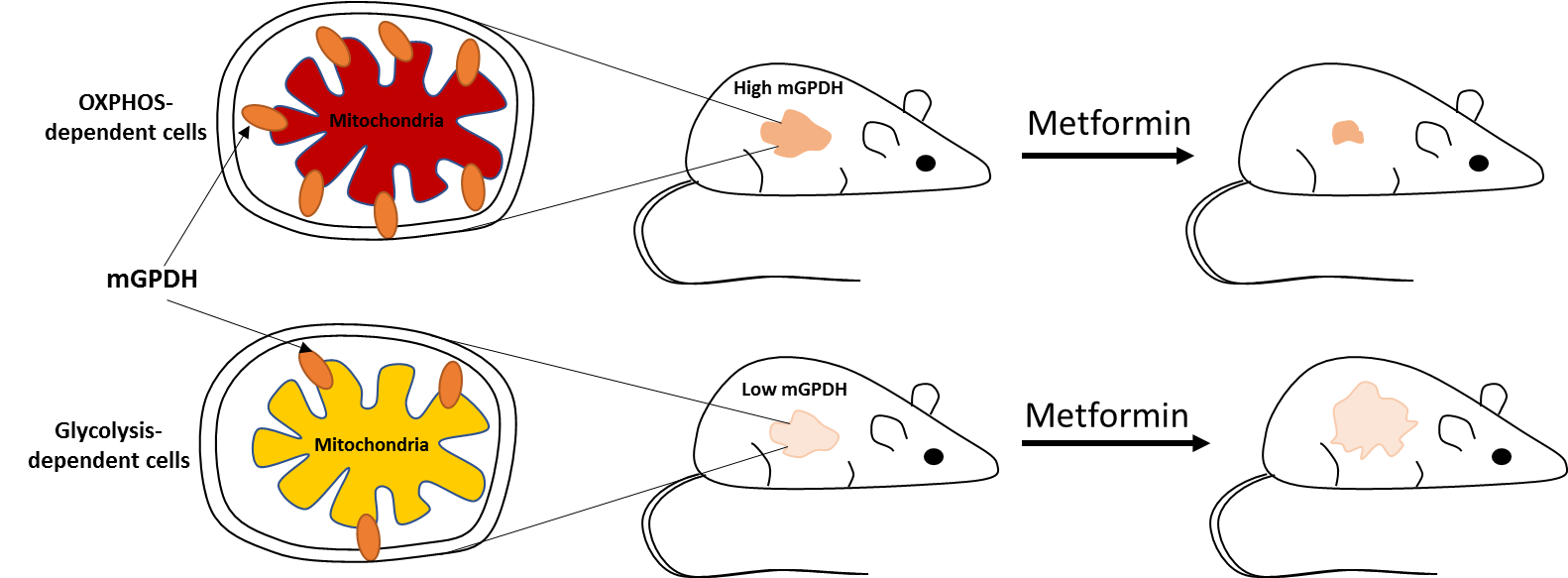 High mGPDH expression sensitizes thyroid cancer cells to metformin treatment chart.