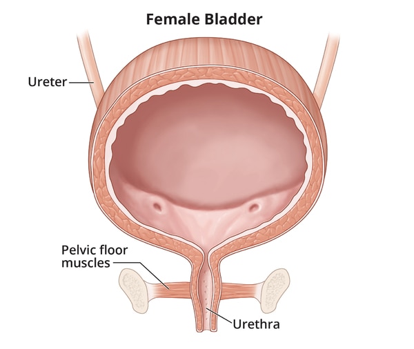 Illustration of the female bladder including the ureters, pelvic floor muscles, and urethra. The ureter, pelvic floor muscles, and urethra are labeled.