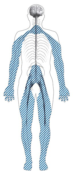 Ilustración de la silueta de un cuerpo con líneas sombreadas que muestra la ubicación de los nervios afectados por la neuropatía periférica.