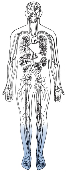 Illustration of a body torso showing the heart and blood vessels.