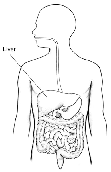 Drawing of the digestive tract inside the outline of a man’s torso and the liver is labeled.