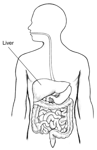 Drawing of the digestive tract inside the outline of a man’s torso and the liver is labeled.