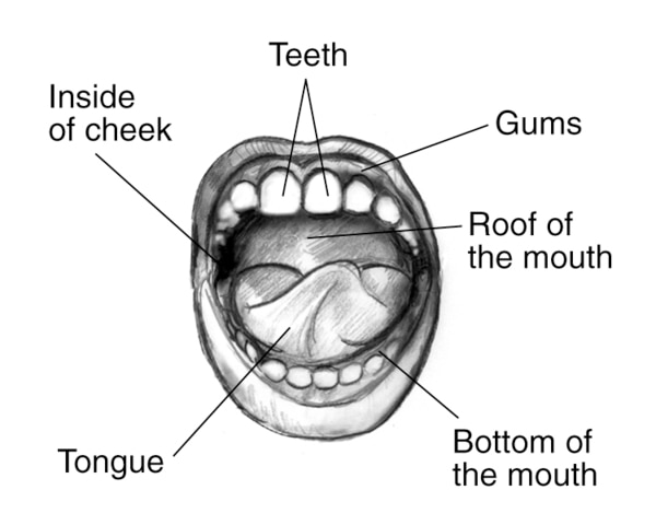 Drawing showing labels pointing to teeth, gums, roof of the mouth, bottom of the mouth, tongue, and inside of cheek.