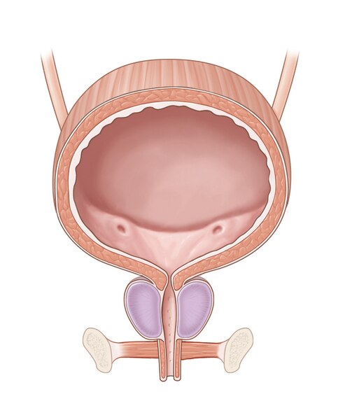 Illustration of the male bladder including the ureters, urethra, prostate, and pelvic floor muscles.