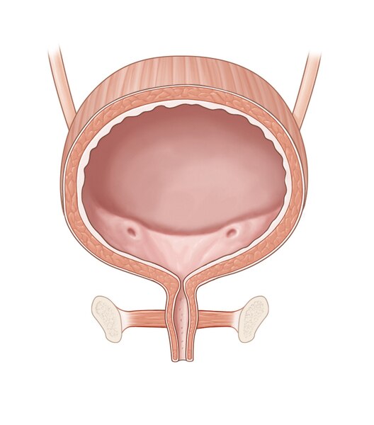 Illustration of female bladder, including the ureters, urethra, and pelvic floor muscles.
