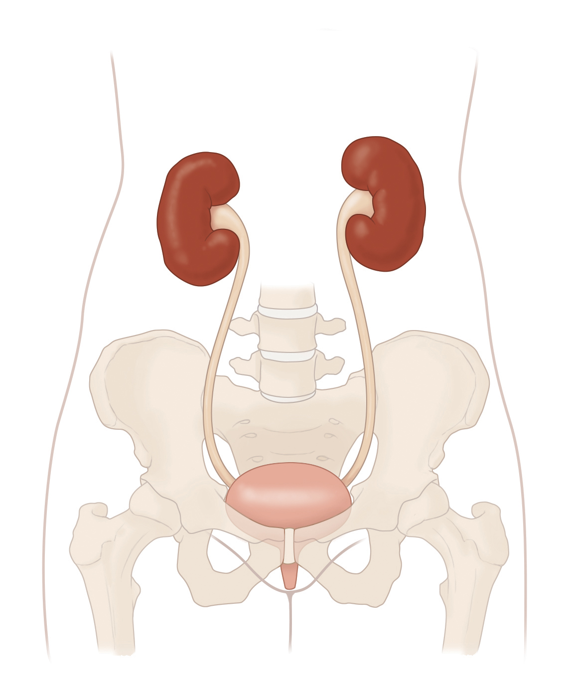 The Urinary Tract & How It Works - NIDDK
