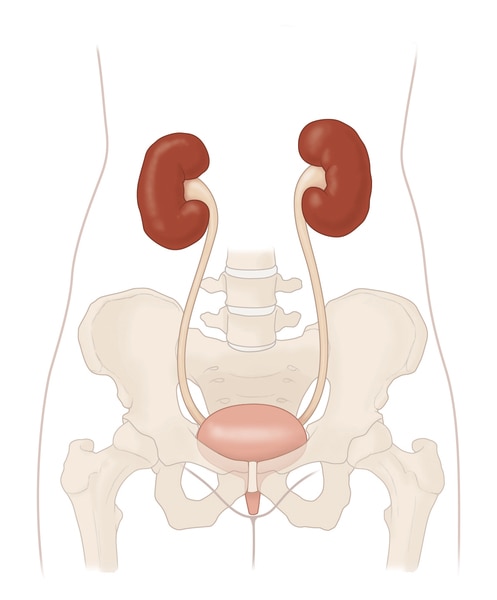 Illustration of the urinary tract which includes the kidneys, ureters, bladder, and urethra.