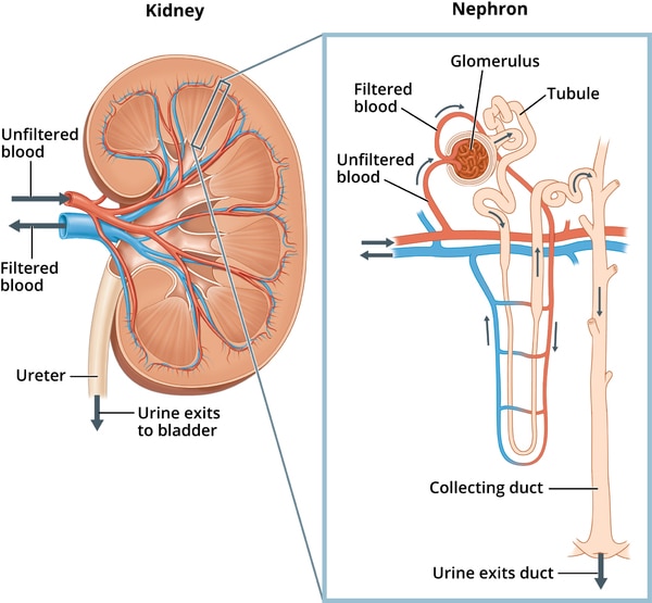 Close up of a nephron and its place in the kidney. Labels on the kidney cross section show where unfiltered blood enters, filtered blood leaves, and urine exits.  On the nephron, the glomerulus, tubule, and collecting duct are labeled along with where unfiltered blood enters, filtered blood exits, and urine exits.