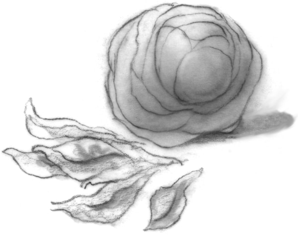 Drawing of a head of lettuce.