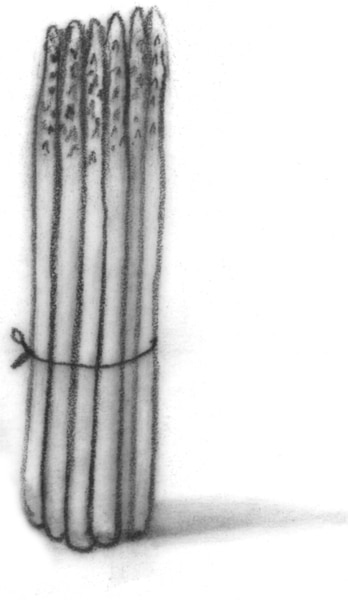 Drawing of asparagus.