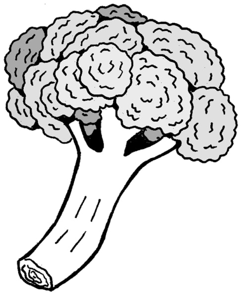 Drawing of a piece of broccoli.