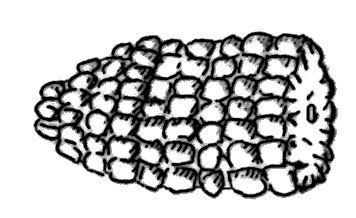 Drawing of half a corn cob.