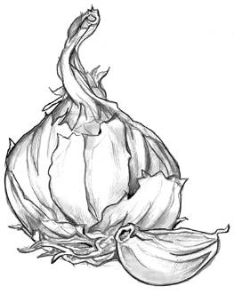 Drawing of a head of garlic with one clove broken off.