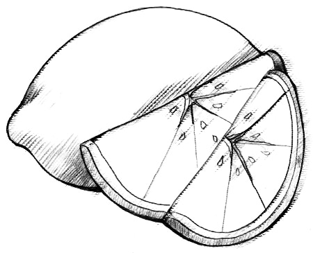Drawing of a lemon and two slices of lemon.