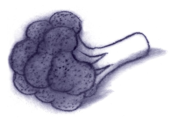 Drawing of a piece of broccoli.