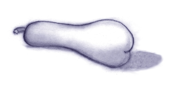 Drawing of a squash.