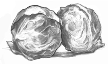 Drawing of a cabbage.