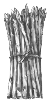 Drawing of a bunch of asparagus.
