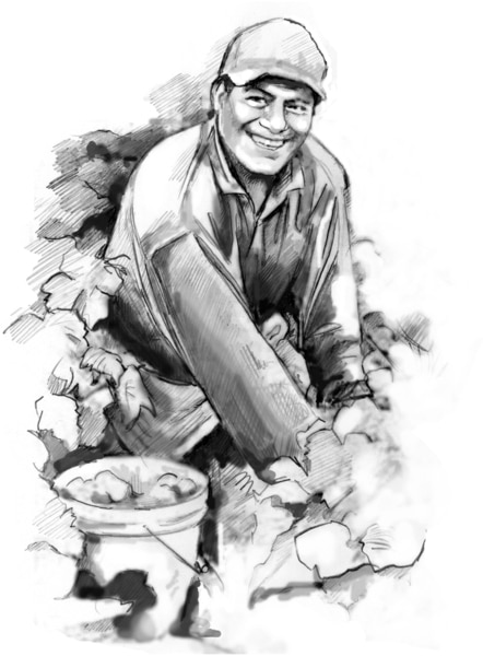 Drawing of a man picking produce in a field.