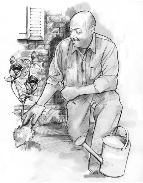 Drawing of a man kneeling while digging in the dirt in his rose garden.