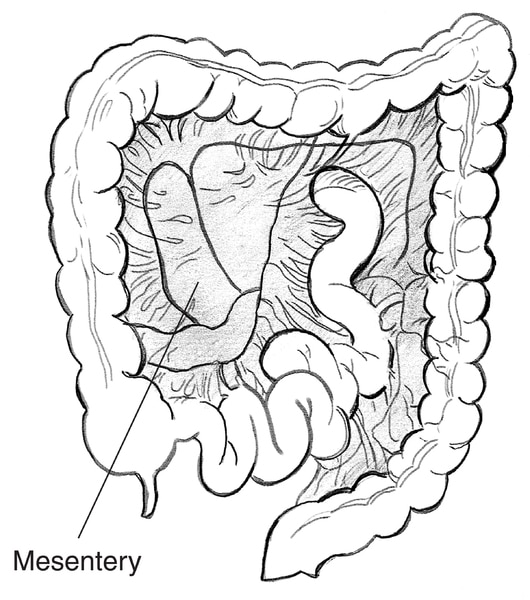 Illustration of the colon and the mesentery, which holds the colon in place, with mesentery labeled.
