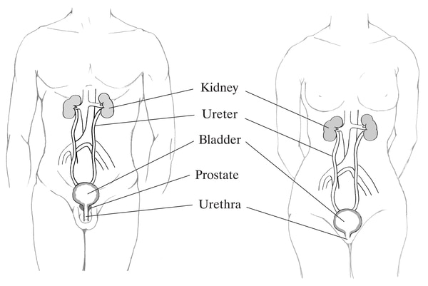 The male and female urinary tracts within the outline of male and female bodies. The kidney, ureter, bladder, prostate (male), and urethra are labeled.