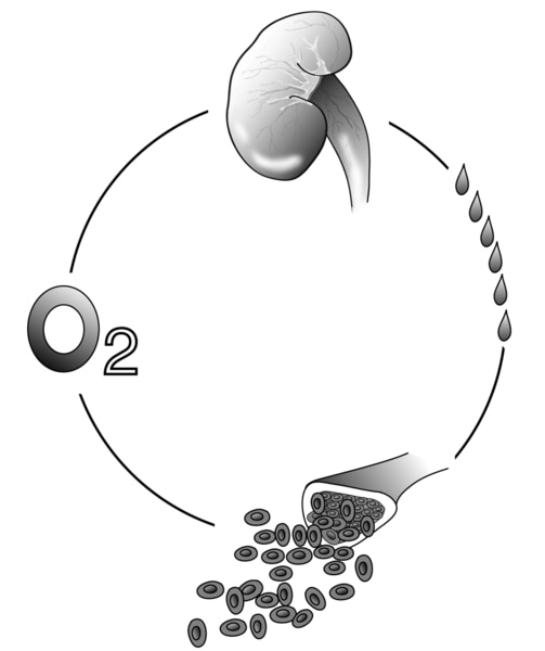 Illustration of a kidney producing erythropoietin to stimulate red blood cell production in bone marrow.