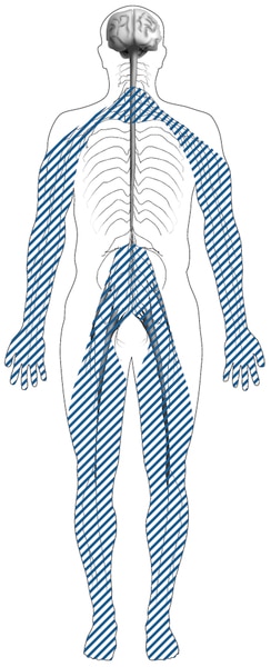 Illustration of a body outline with shaded lines showing the location of nerves affected by peripheral neuropathy. Peripheral nerves are in the toes, feet, legs, hands, and arms.
