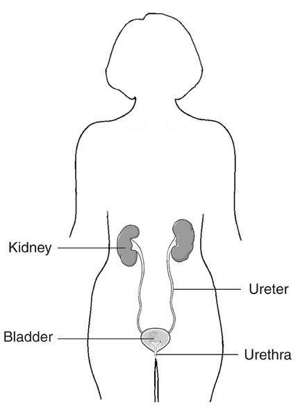 Illustration of the outline of a female body showing the female urinary tract with the kidney, ureter, bladder, and urethra labeled.