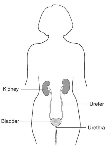 Illustration of the outline of a female body showing the female urinary tract with the kidney, ureter, bladder, and urethra labeled.