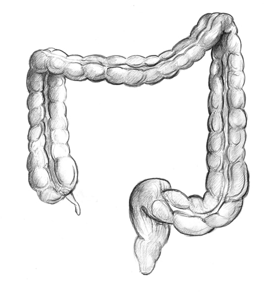 Illustration of the colon.