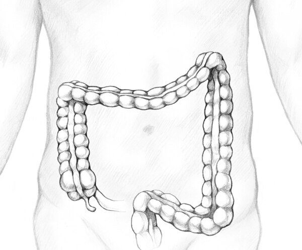 Illustration of the abdomen showing position of the colon.