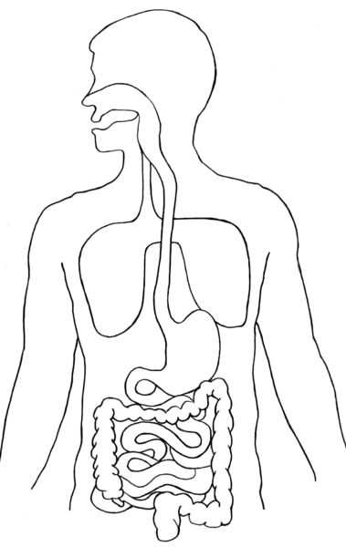 Illustration of the torso showing the digestive tract.