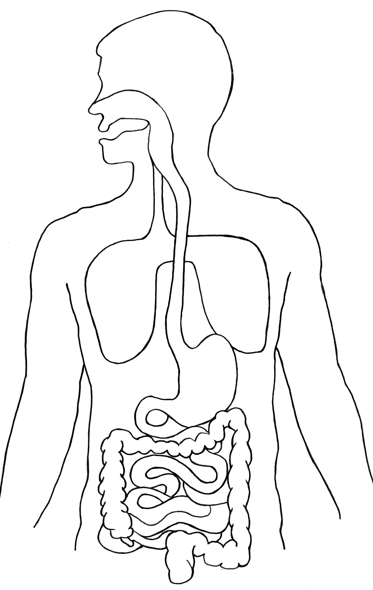 HUMAN DIGESTIVE SYSTEM # Images • Ajay (@ajay48945) on ShareChat