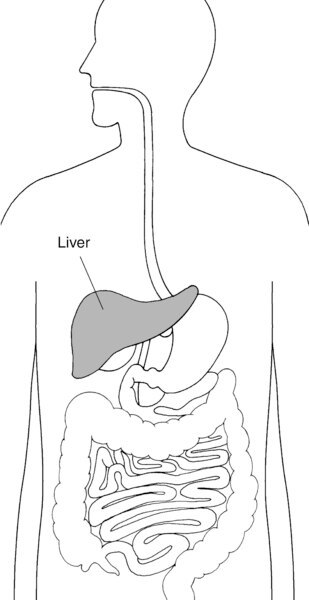 Illustration of the torso showing the digestive system, with the liver highlighted and labeled.
