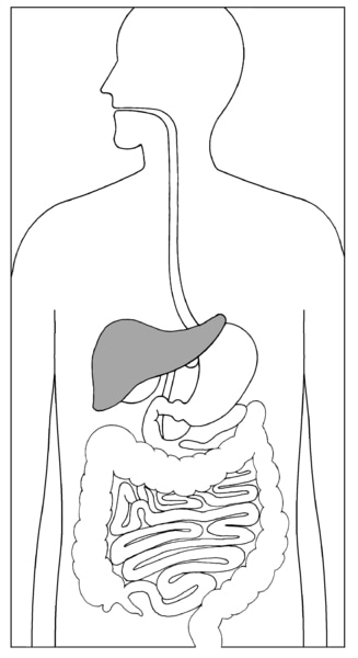Illustration of the torso showing the digestive system, with the liver highlighted.