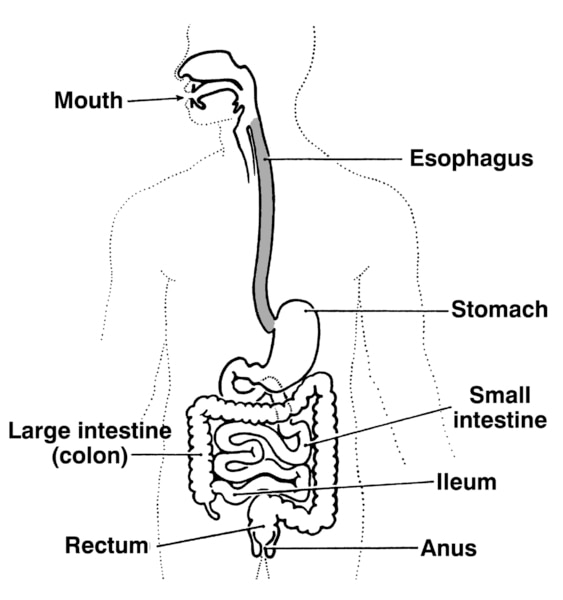 Illustration of the digestive tract with labels pointing to the mouth, esophagus, stomach, small intestine, ileum, large intestine (colon), rectum, and anus.