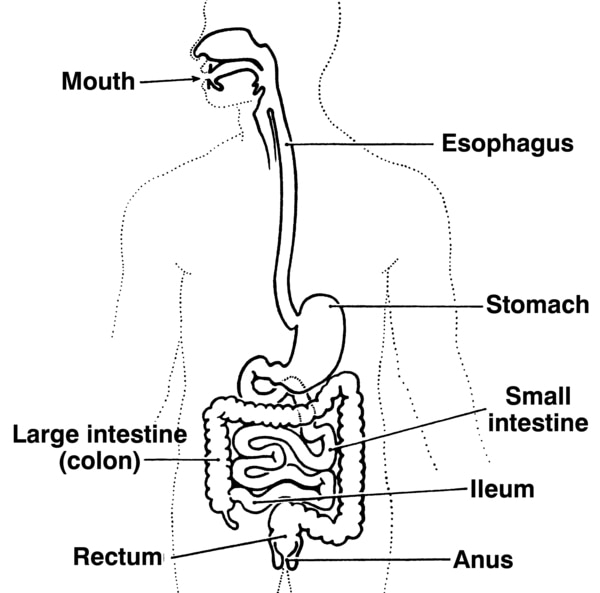 Illustration of the digestive tract showing the mouth; esophagus; stomach; small intestine; large intestine, also called colon; ileum; rectum; and anus.